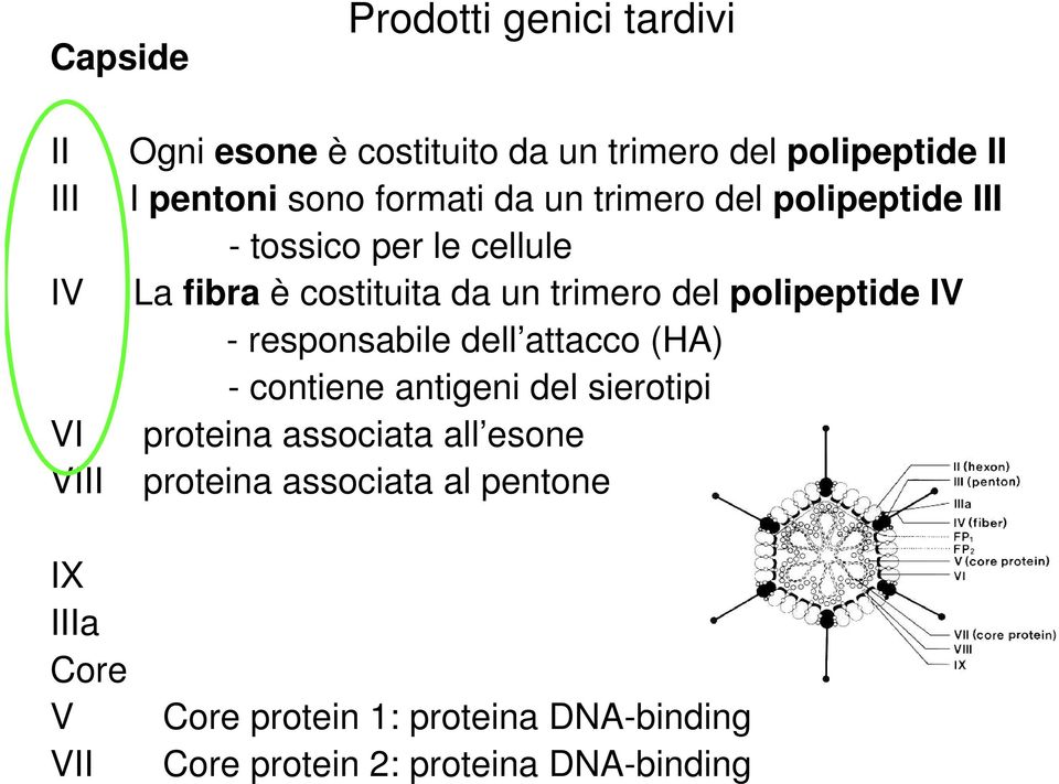 polipeptide IV - responsabile dell attacco (HA) - contiene antigeni del sierotipi VI proteina associata all esone