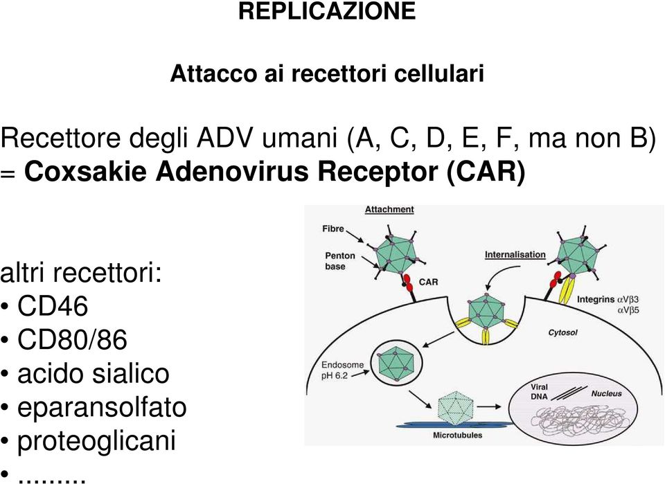 = Coxsakie Adenovirus Receptor (CAR) altri