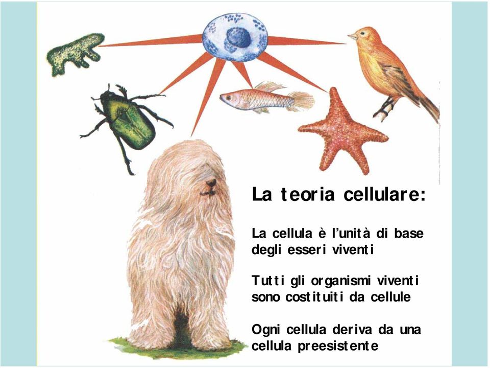 organismi viventi sono costituiti da