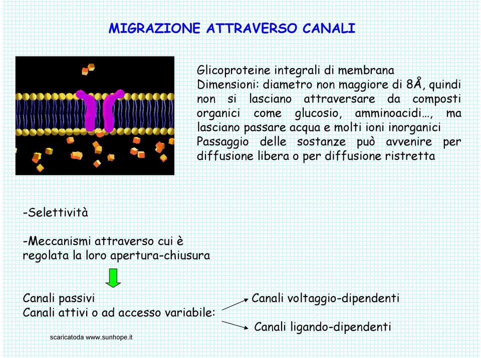 Passaggio delle sostanze può avvenire per diffusione libera o per diffusione ristretta -Selettività -Meccanismi attraverso cui