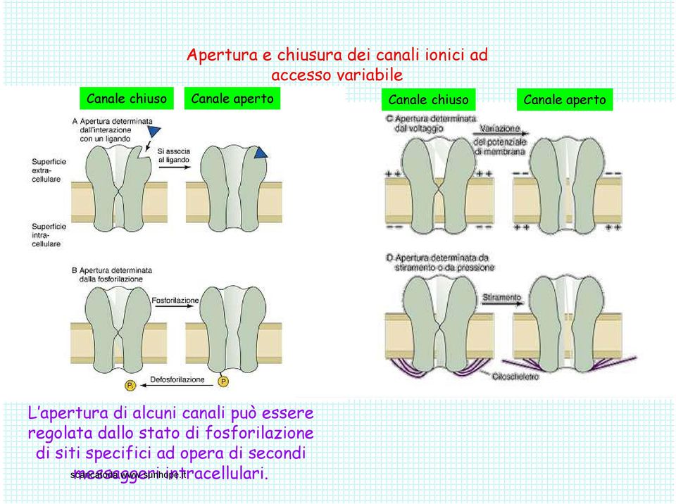 alcuni canali può essere regolata dallo stato di fosforilazione di