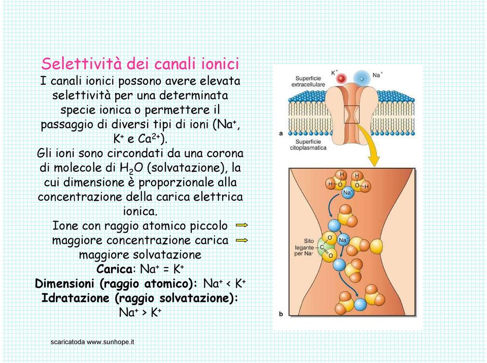 Gli ioni sono circondati da una corona di molecole di H 2 O (solvatazione), la cui dimensione è proporzionale alla concentrazione