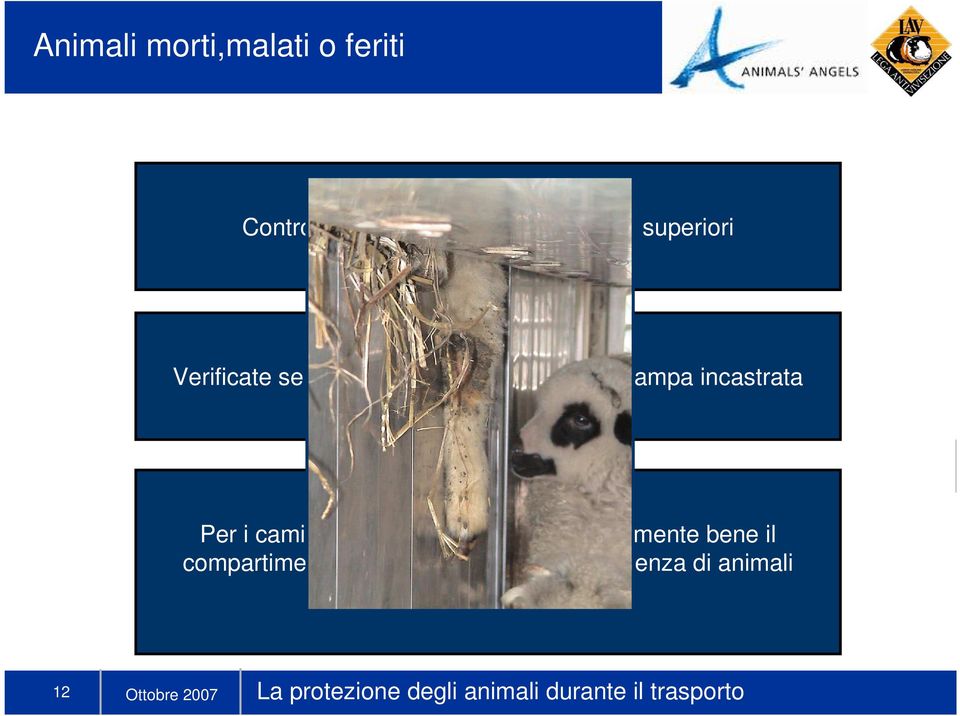 incastrata Per i camion di suini controllate particolarmente bene il