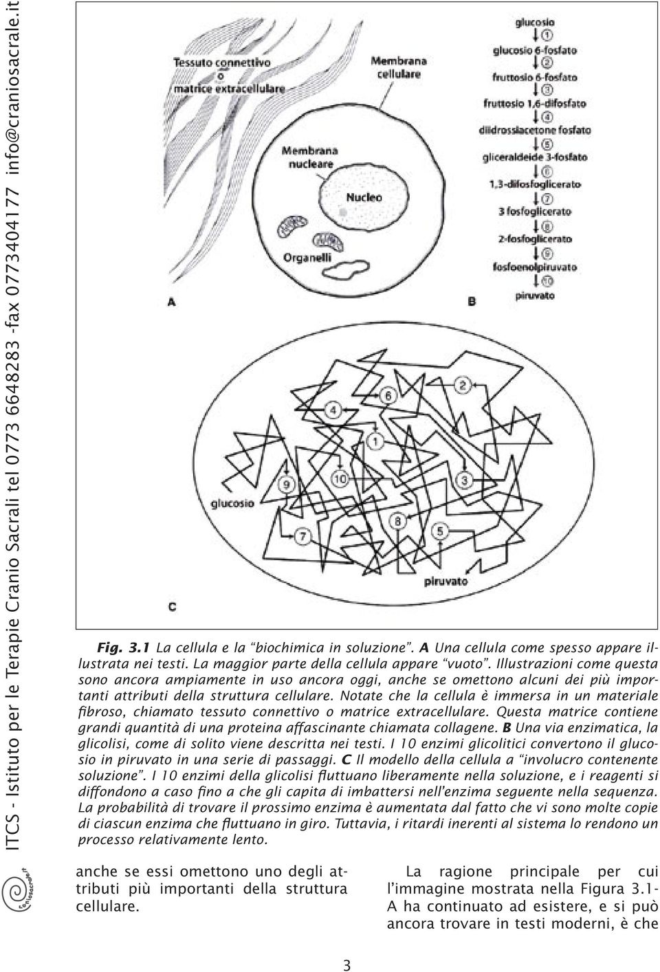 Notte che l cellul è immes in un mteile fiboso, chimto tessuto connettivo o mtice extcellule. Quest mtice contiene gndi quntità di un potein ffscinnte chimt collgene.