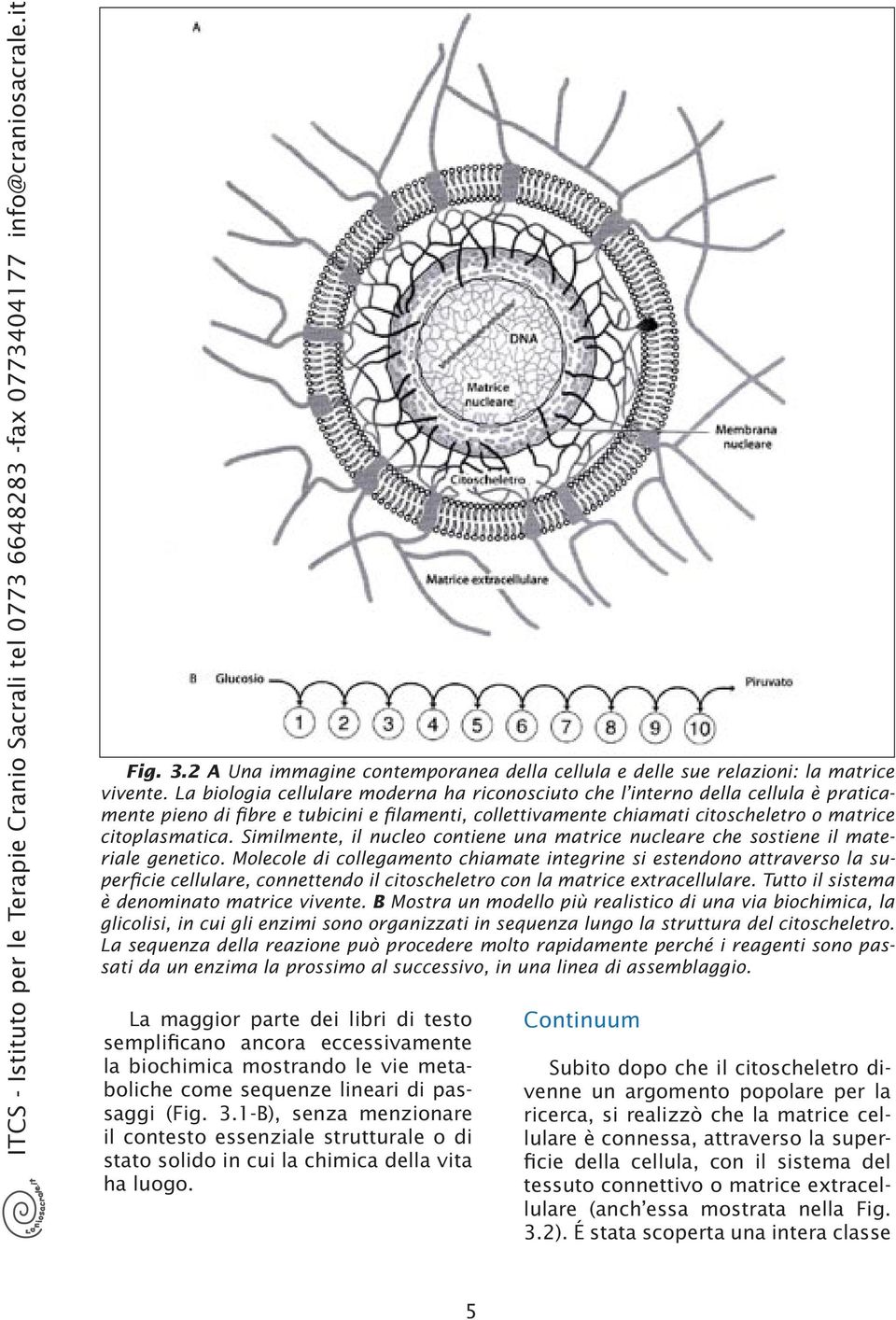 Similmente, il nucleo contiene un mtice nuclee che sostiene il mteile genetico.