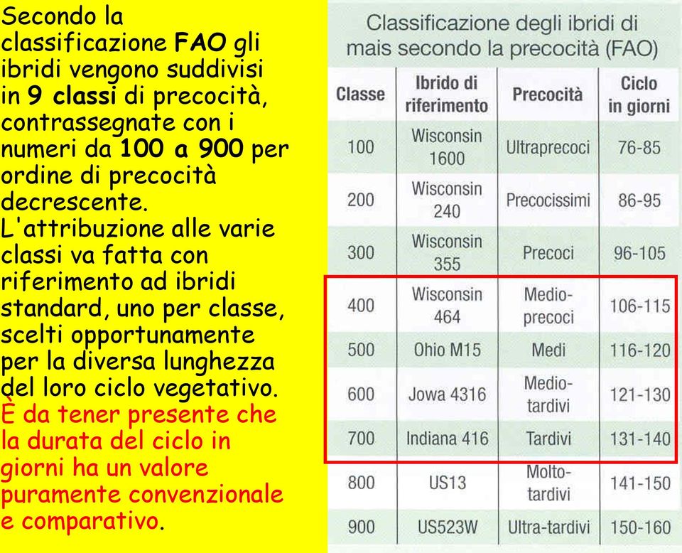 L'attribuzione alle varie classi va fatta con riferimento ad ibridi standard, uno per classe, scelti