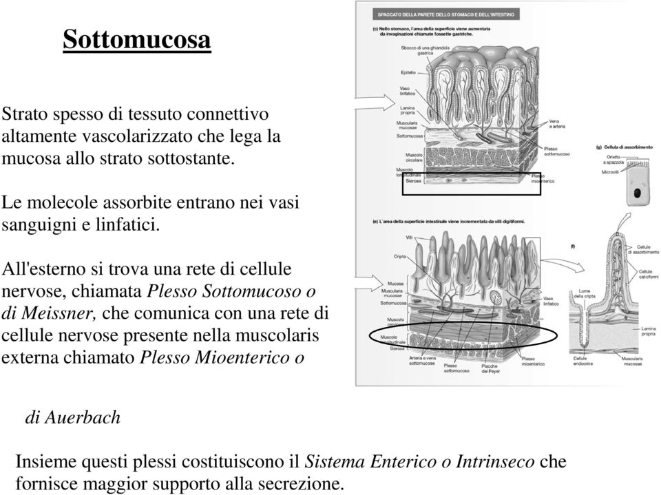 All'esterno si trova una rete di cellule nervose, chiamata Plesso Sottomucoso o di Meissner, che comunica con una rete di