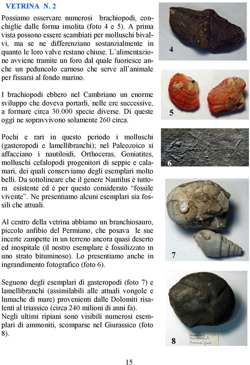 L alimentazione avviene tramite un foro dal quale fuoriesce anche un peduncolo carnoso che serve all animale per fissarsi al fondo marino.