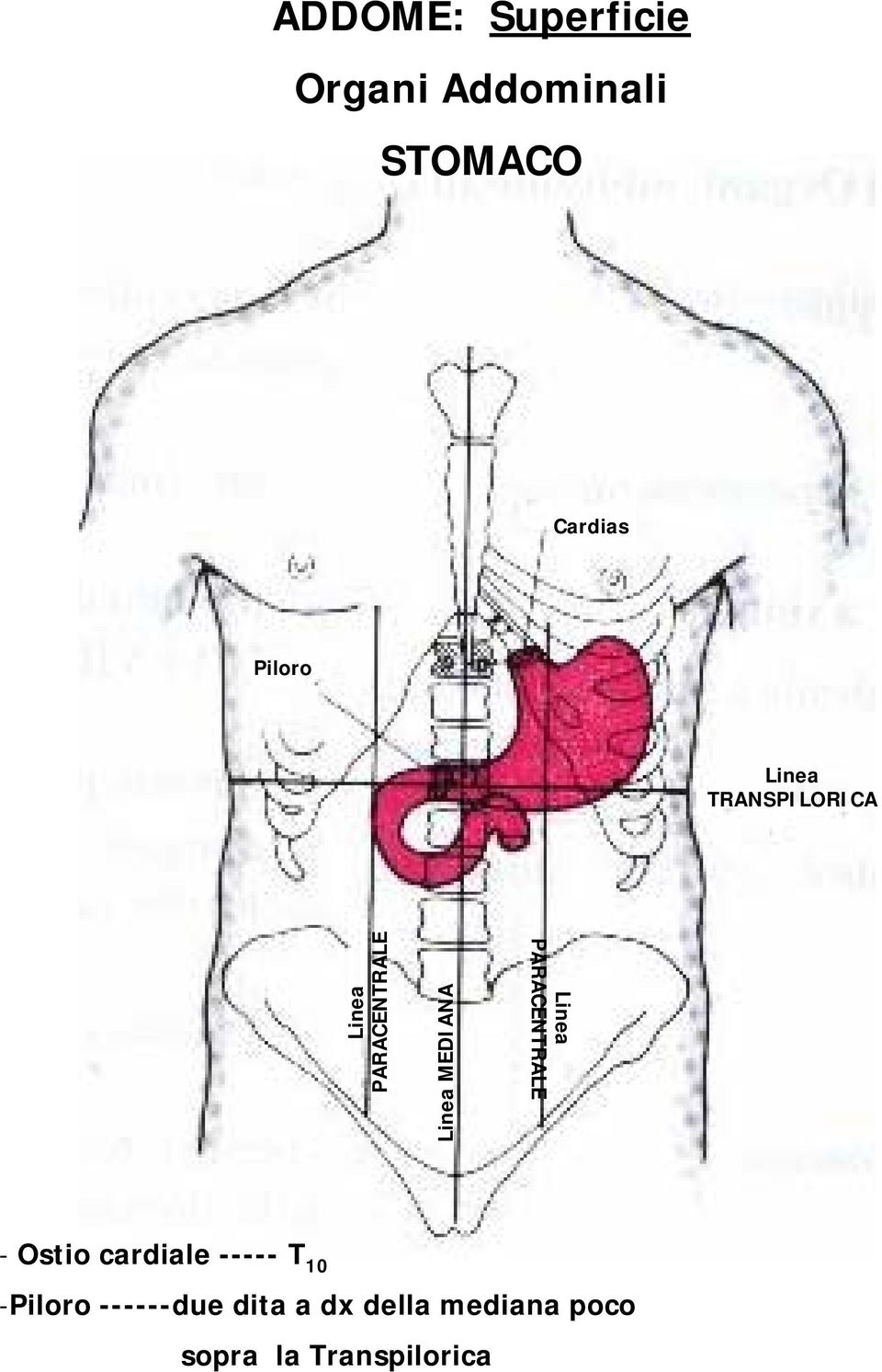 MEDIANA Linea PARACENTRALE - Ostio cardiale ----- T 10