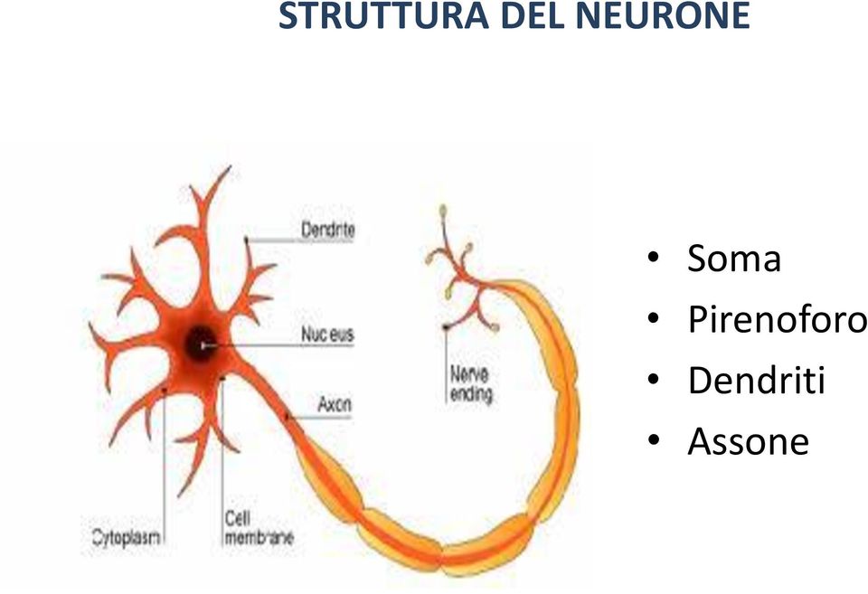 Pirenoforo