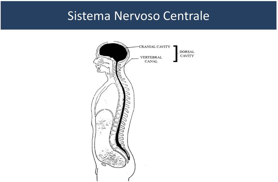 Centrale