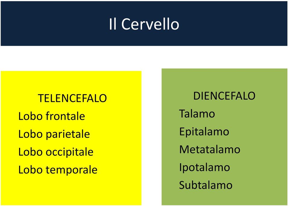 occipitale Lobo temporale