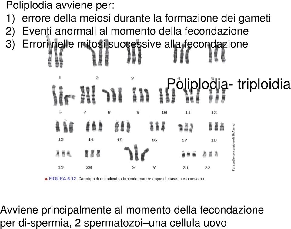 mitosi successive alla fecondazione Poliplodia- triploidia Avviene