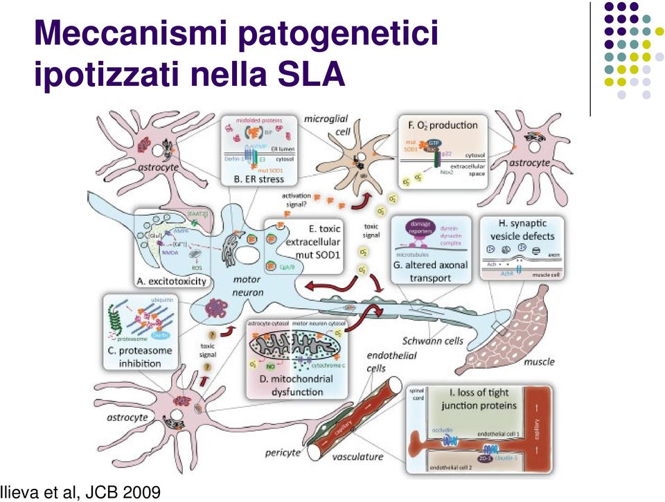 ipotizzati nella