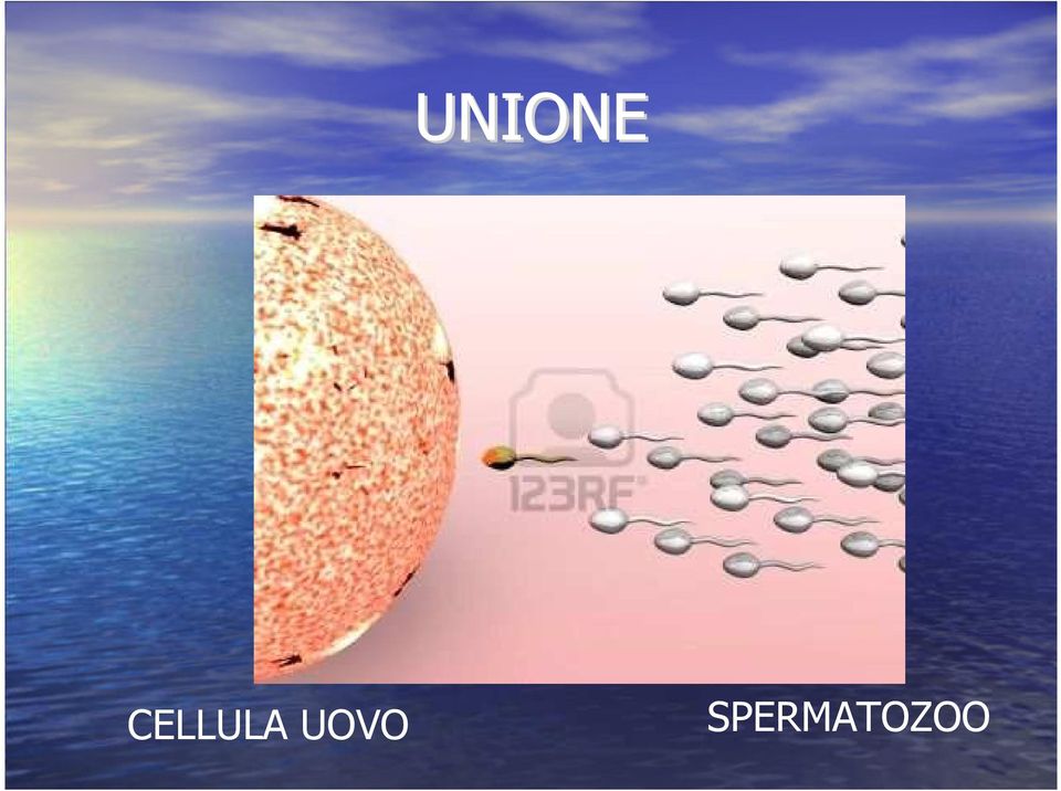 UOVO