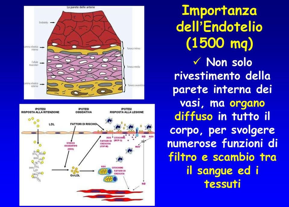 organo diffuso in tutto il corpo, per svolgere