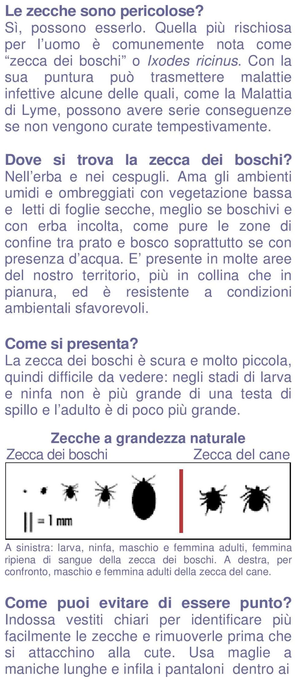 Dove si trova la zecca dei boschi? Nell erba e nei cespugli.