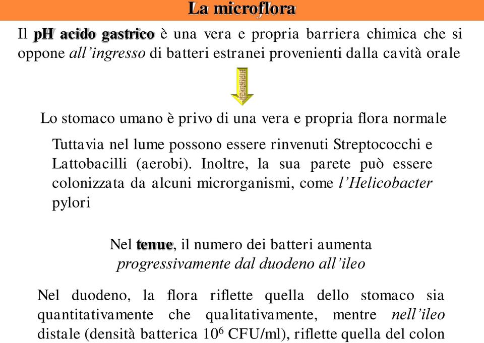 Inoltre, la sua parete può essere colonizzata da alcuni microrganismi, come l Helicobacter pylori Nel tenue, il numero dei batteri aumenta progressivamente dal