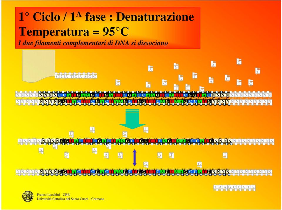 complementari di D si dissociano Franco