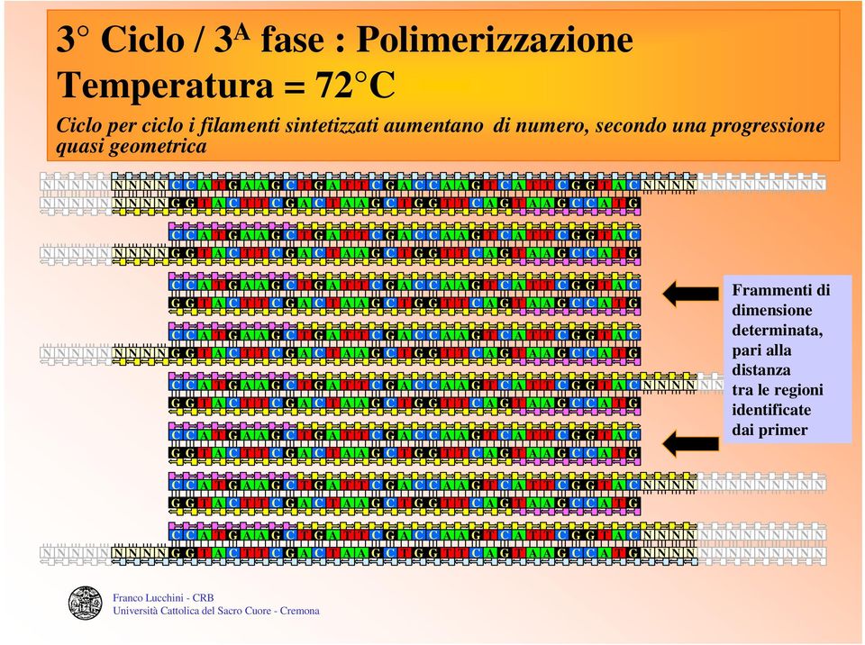 sintetizzati aumentano di numero, secondo una progressione quasi geometrica