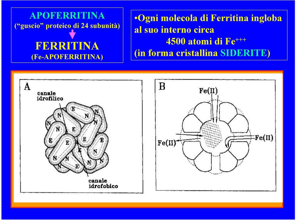 molecola di Ferritina ingloba al suo interno