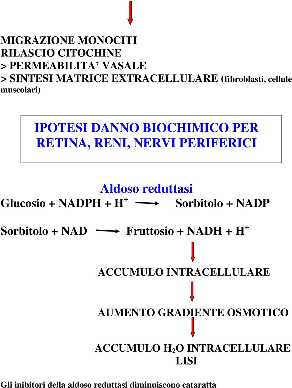 reduttasi Glucosio + NADPH + H + Sorbitolo + NADP Sorbitolo + NAD Fruttosio + NADH + H + ACCUMULO
