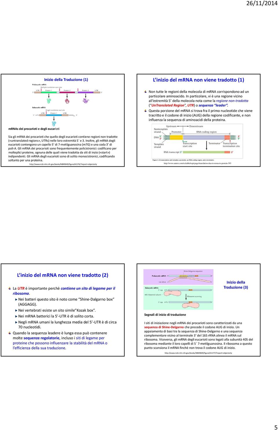 Questa porzione del mrna si trova fra il primo nucleotide che viene tracritto e il codone di inizio (AUG) della regione codificante, e non influenza la sequenza di aminoacidi della proteina.