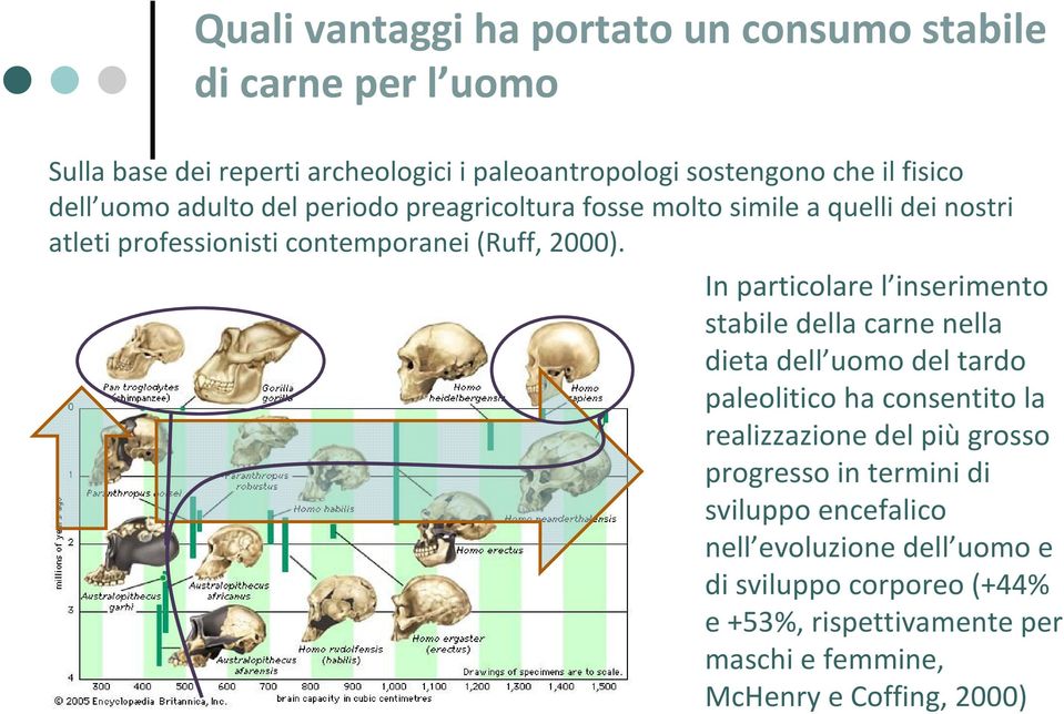 In particolare l inserimento stabile della carne nella dieta dell uomo del tardo paleolitico ha consentito la realizzazione del piùgrosso