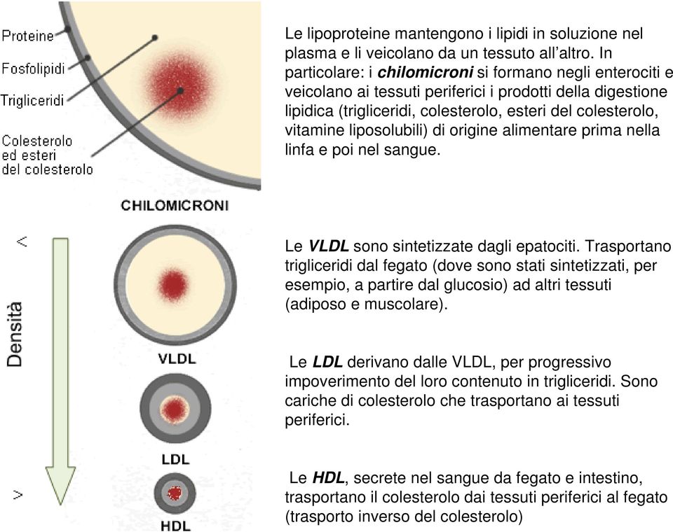 liposolubili) di origine alimentare prima nella linfa e poi nel sangue. Le VLDL sono sintetizzate dagli epatociti.