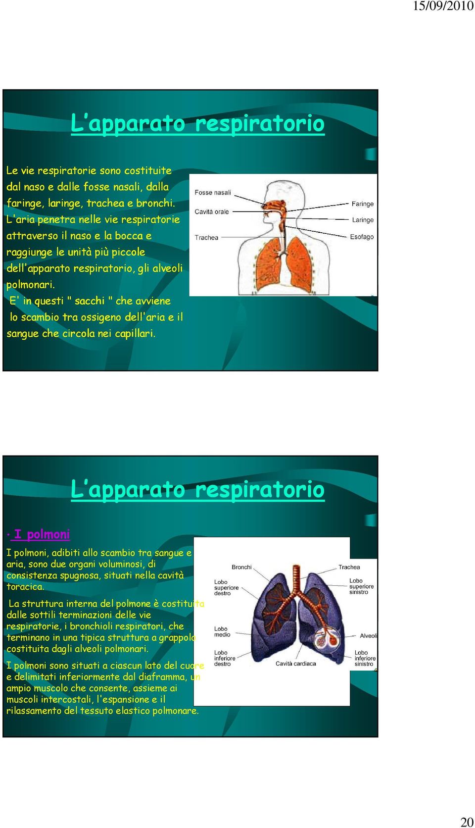 E' in questi " sacchi " che avviene lo scambio tra ossigeno dell'aria e il sangue che circola nei capillari.