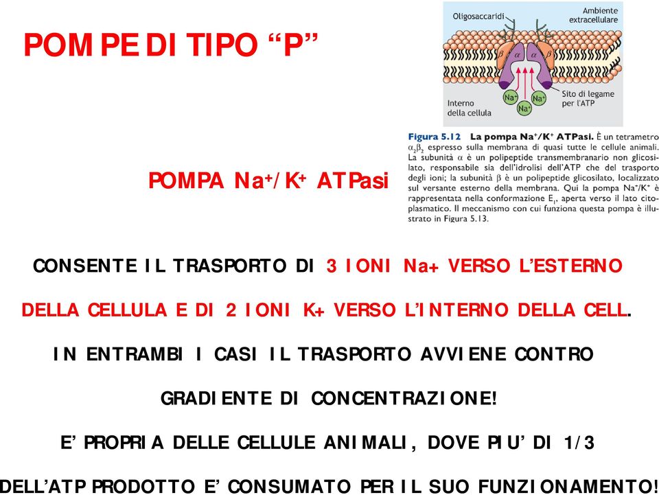 IN ENTRAMBI I CASI IL TRASPORTO AVVIENE CONTRO GRADIENTE DI CONCENTRAZIONE!