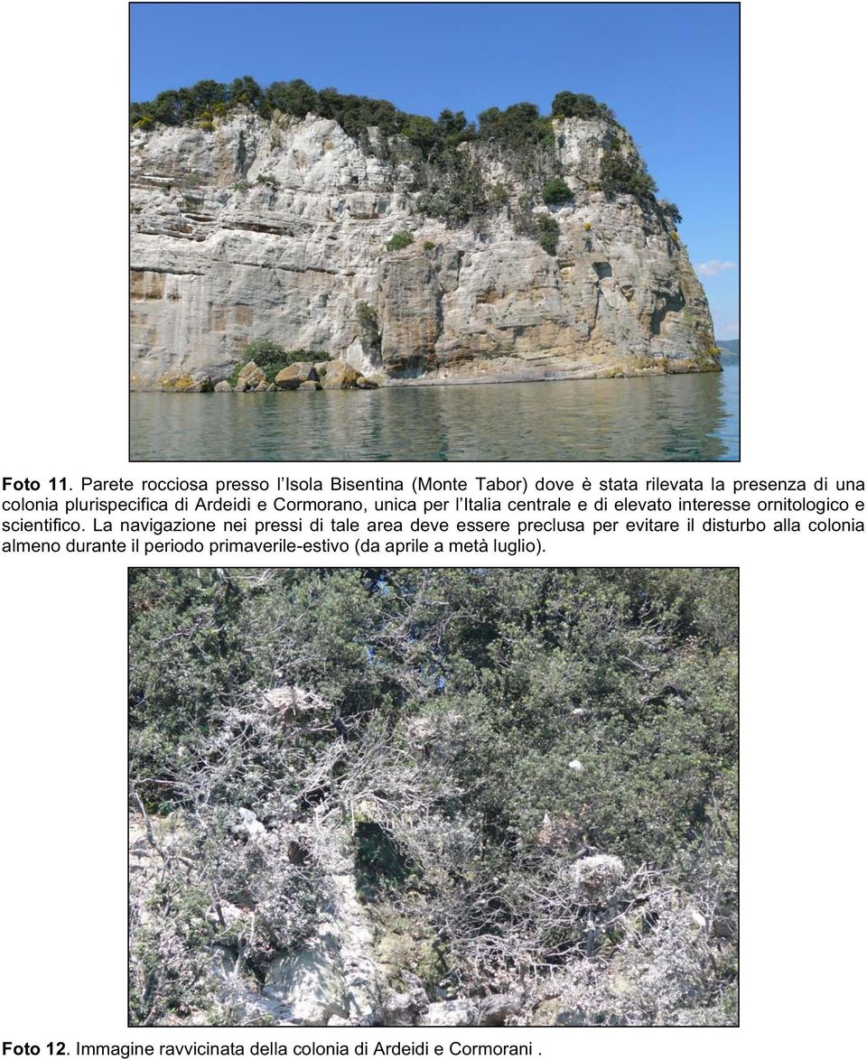 plurispecifica di Ardeidi e Cormorano, unica per l Italia centrale e di elevato interesse ornitologico e scientifico.