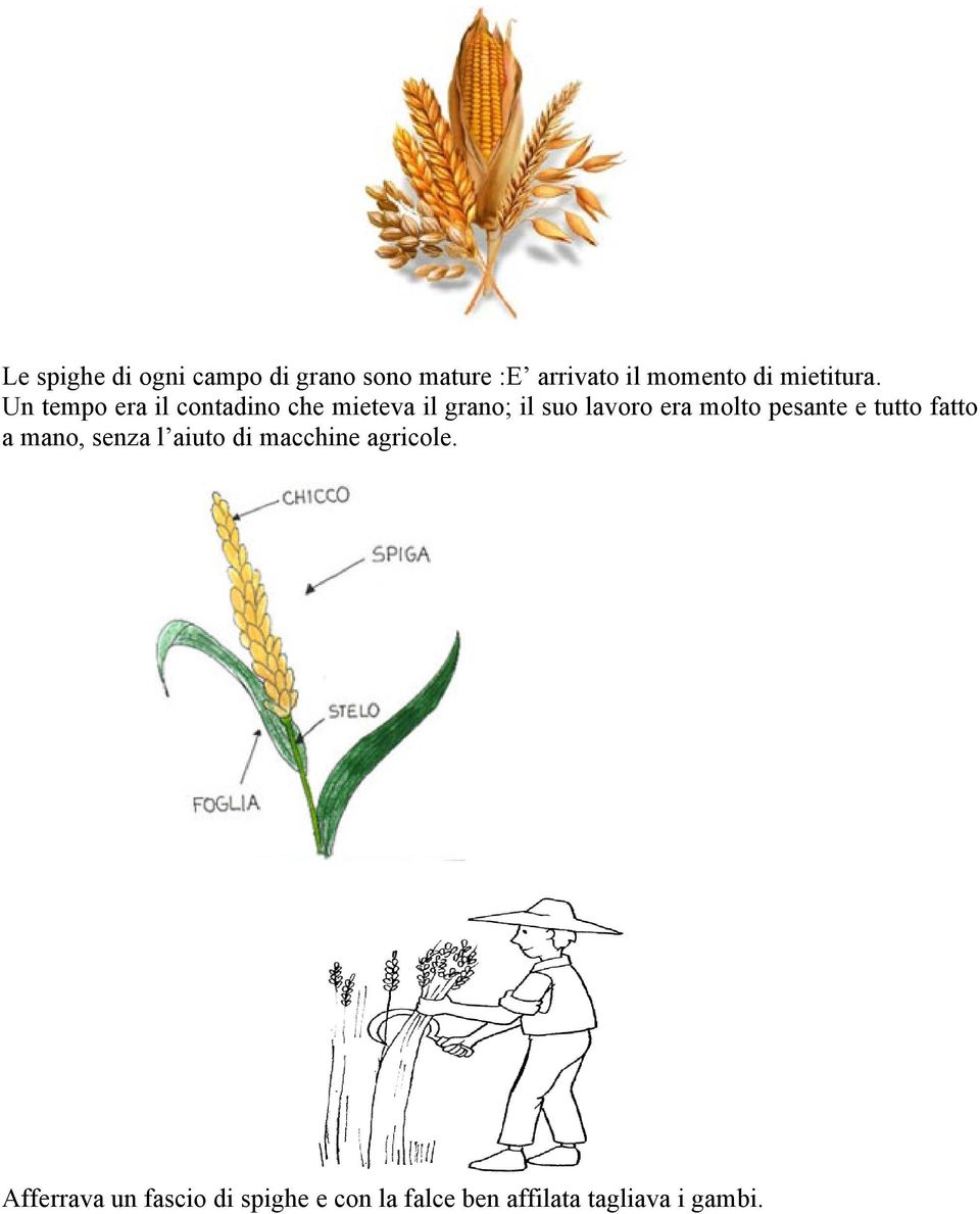 Un tempo era il contadino che mieteva il grano; il suo lavoro era molto