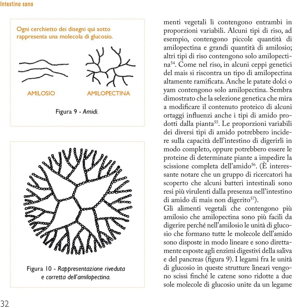 Alcuni tipi di riso, ad esempio, contengono piccole quantità di amilopectina e grandi quantità di amilosio; altri tipi di riso contengono solo amilopectina 54.