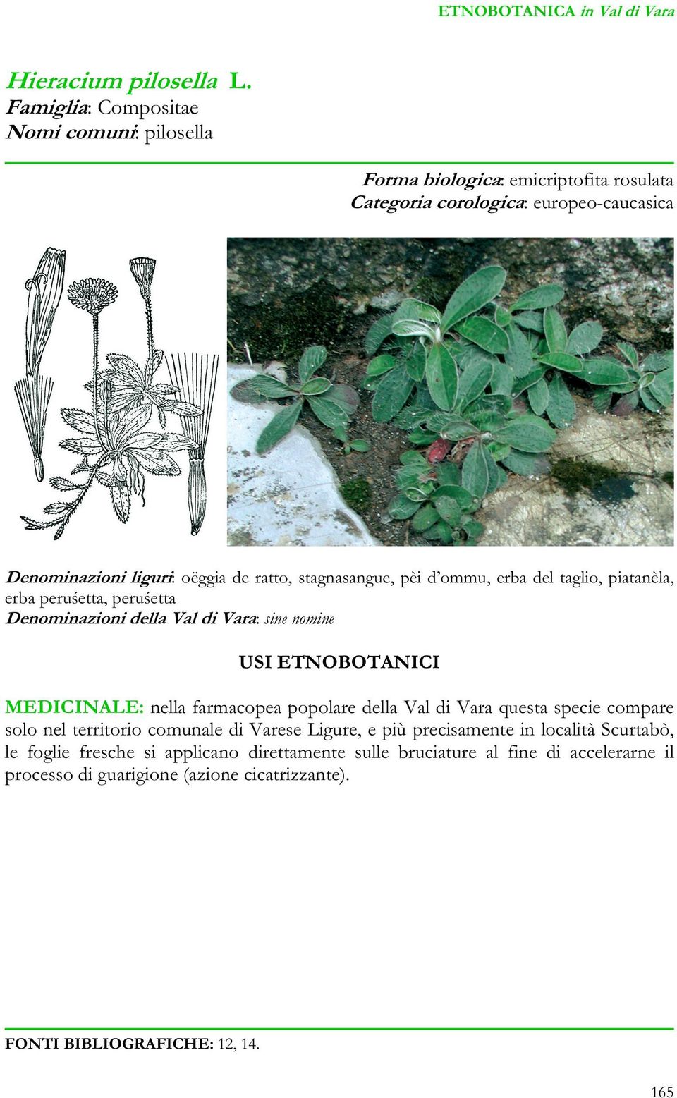 ratto, stagnasangue, pèi d ommu, erba del taglio, piatanèla, erba peru etta, peru etta Denominazioni della Val di Vara: sine nomine MEDICINALE: nella farmacopea