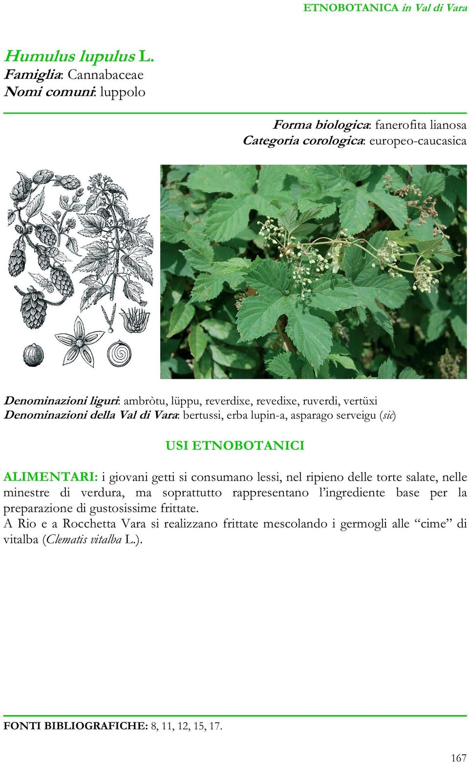 reverdixe, revedixe, ruverdi, vertüxi Denominazioni della Val di Vara: bertussi, erba lupin-a, asparago serveigu (sic) ALIMENTARI: i giovani getti si consumano