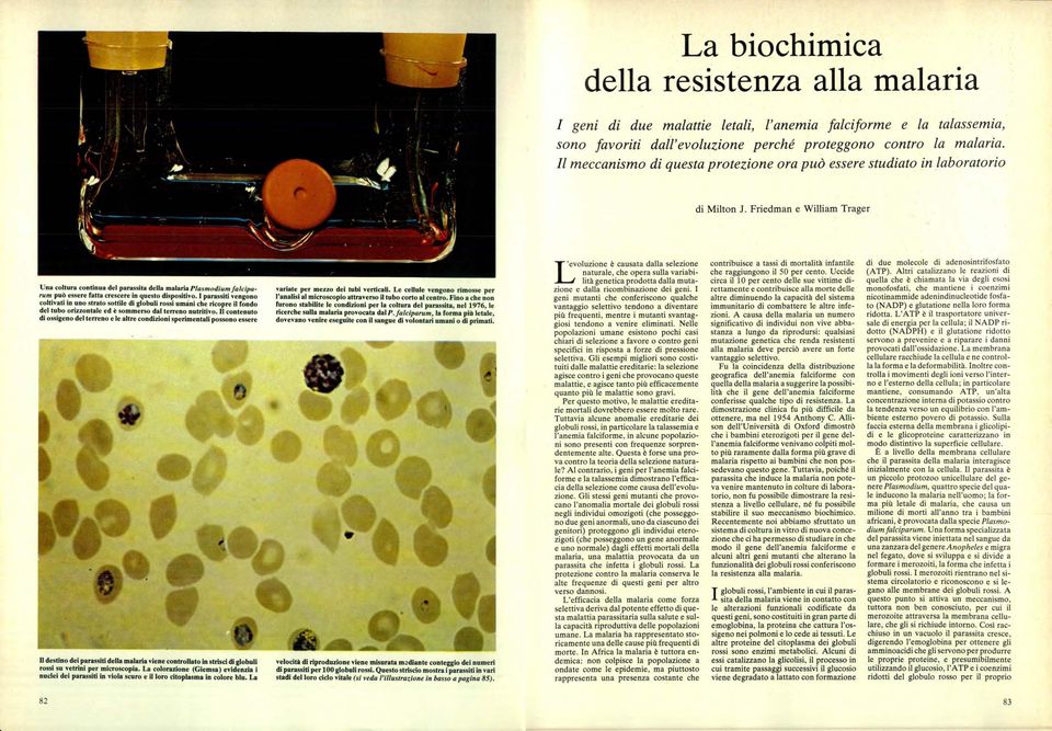 Friedman e William Trager Una cltura cntinua del parassita della malaria Plasmdium falciparum può essere fatta crescere in quest dispsitiv.