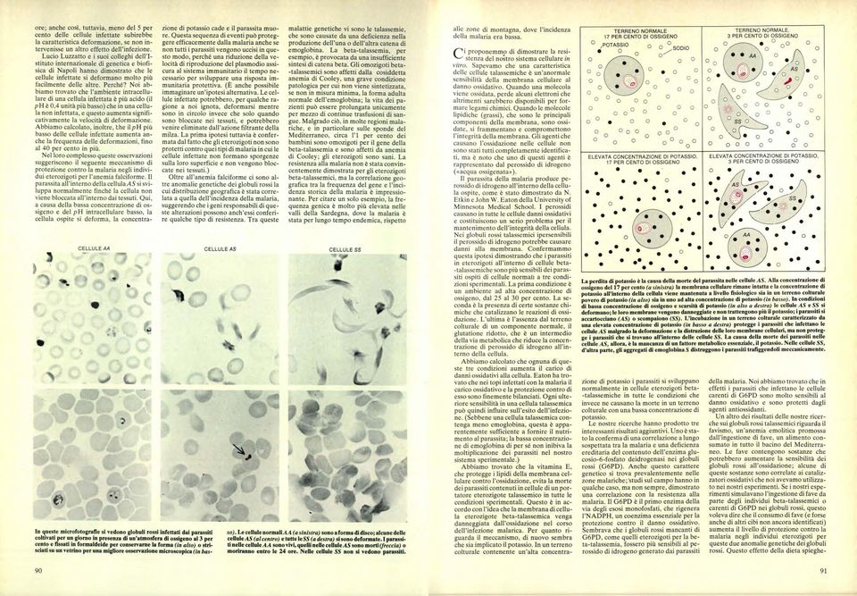 Ni abbiam trvat che l'ambiente intracellulare di una cellula infettata è più acid (il ph è 0,4 unità più bass) che in una cellula nn infettata, e quest aumenta significativamente la velcità di