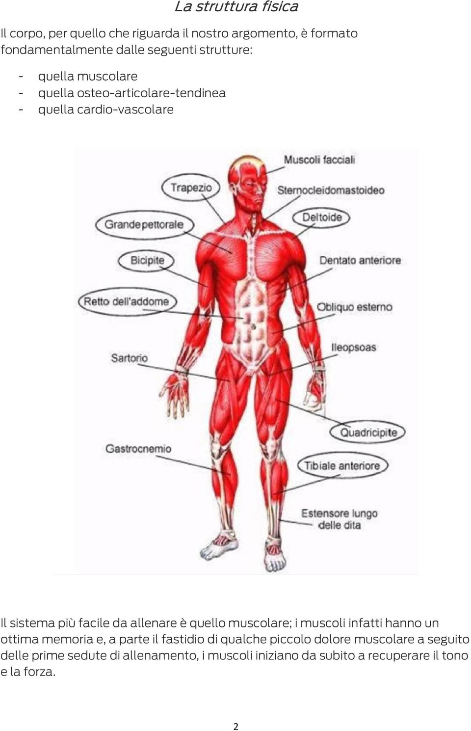 facile da allenare è quello muscolare; i muscoli infatti hanno un ottima memoria e, a parte il fastidio di qualche