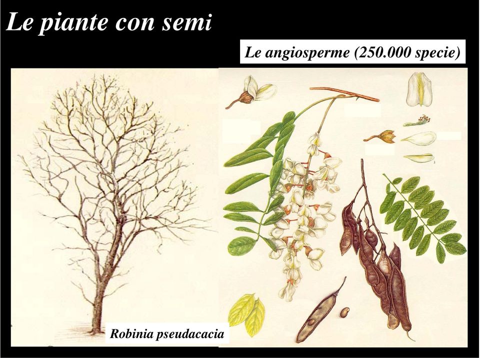 angiosperme (250.