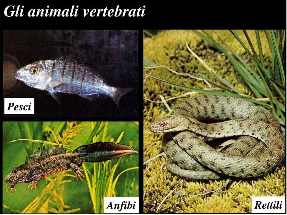 vertebrati