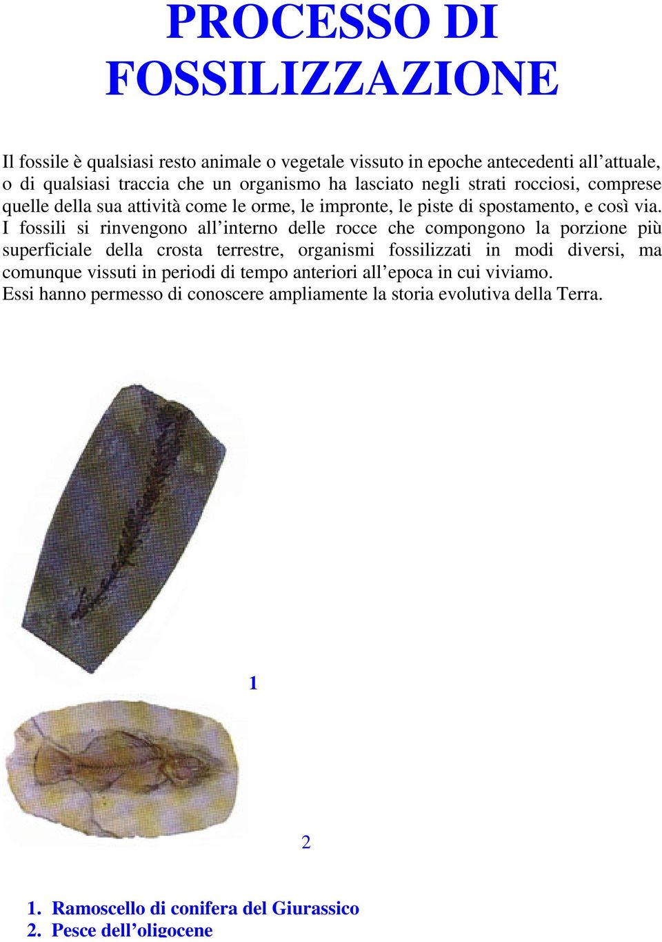 I fossili si rinvengono all interno delle rocce che compongono la porzione più superficiale della crosta terrestre, organismi fossilizzati in modi diversi, ma comunque