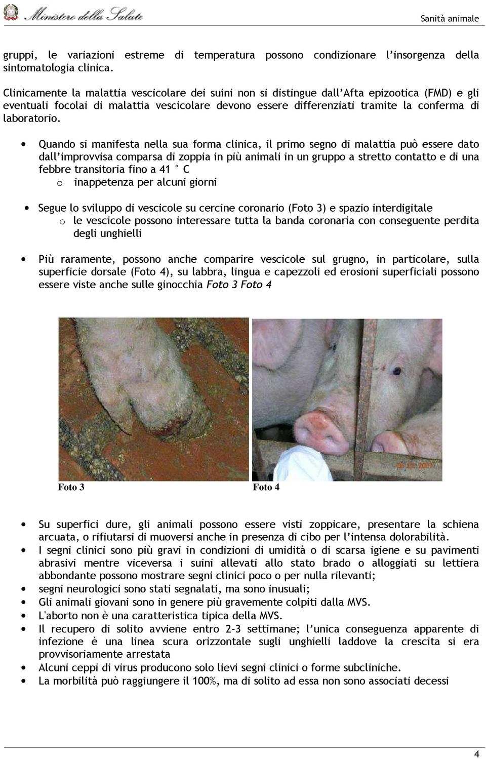 Quand si manifesta nella sua frma clinica, il prim segn di malattia può essere dat dall imprvvisa cmparsa di zppia in più animali in un grupp a strett cntatt e di una febbre transitria fin a 41 C