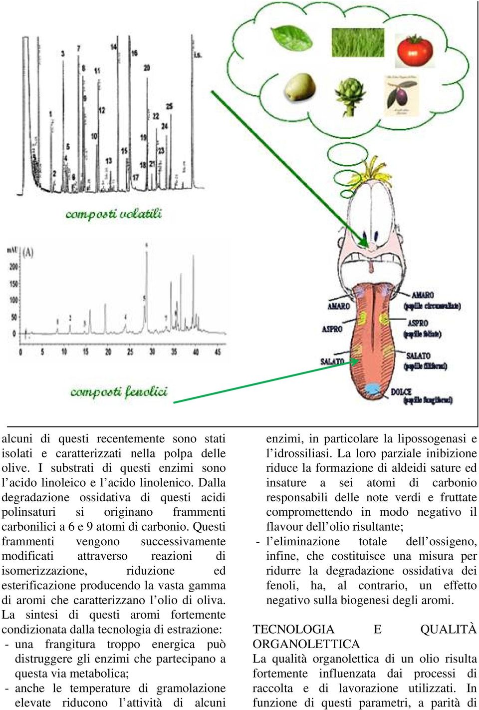 Questi frammenti vengono successivamente modificati attraverso reazioni di isomerizzazione, riduzione ed esterificazione producendo la vasta gamma di aromi che caratterizzano l olio di oliva.