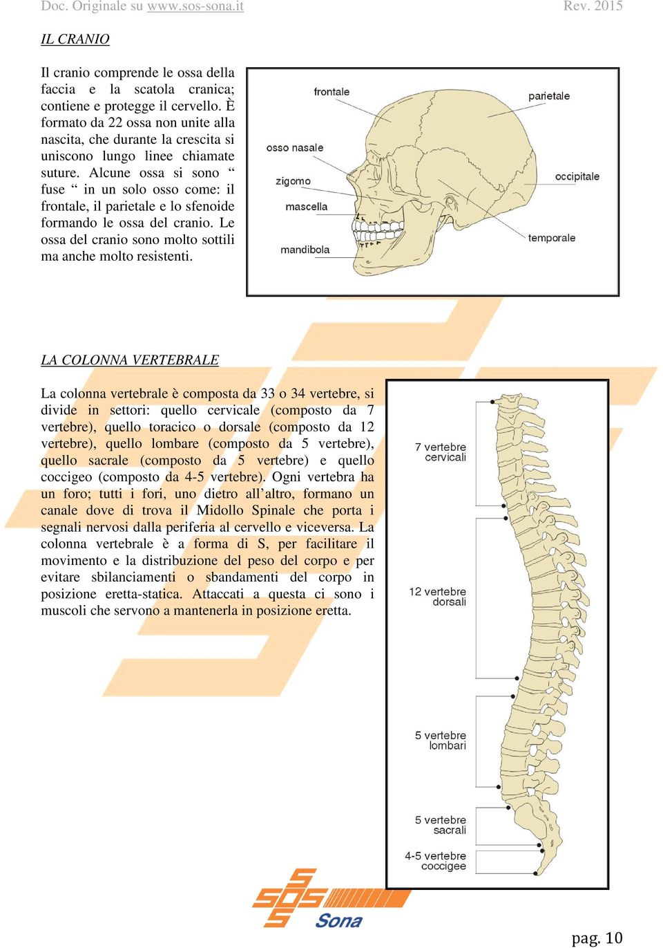 Alcune ossa si sono fuse in un solo osso come: il frontale, il parietale e lo sfenoide formando le ossa del cranio. Le ossa del cranio sono molto sottili ma anche molto resistenti.