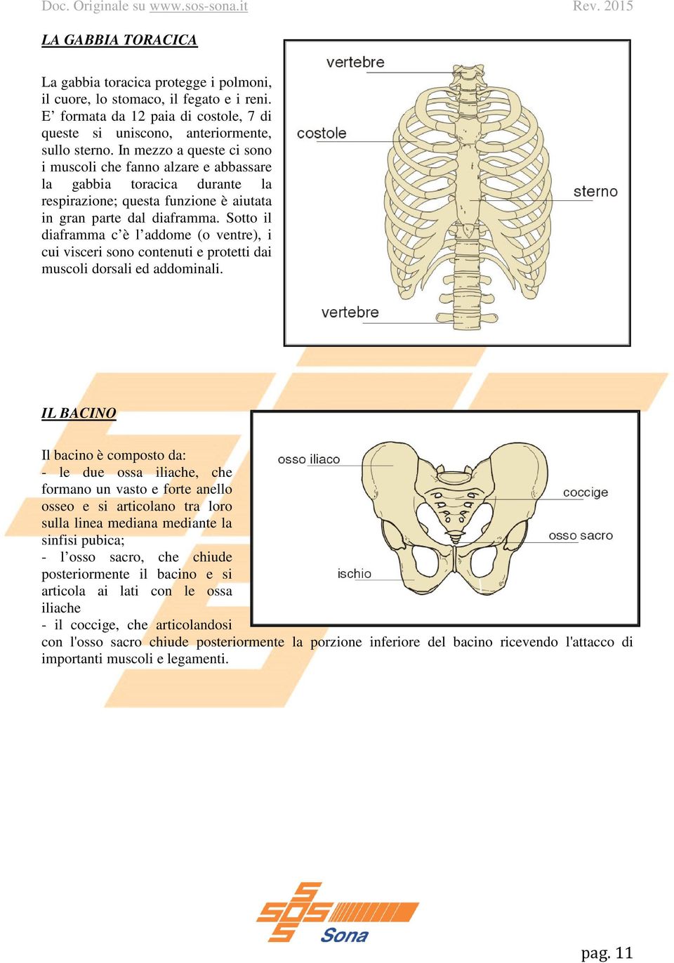 Sotto il diaframma c è l addome (o ventre), i cui visceri sono contenuti e protetti dai muscoli dorsali ed addominali.