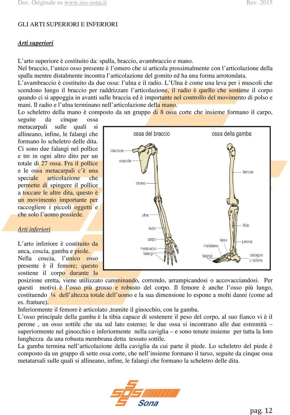 L avambraccio è costituito da due ossa: l ulna e il radio.