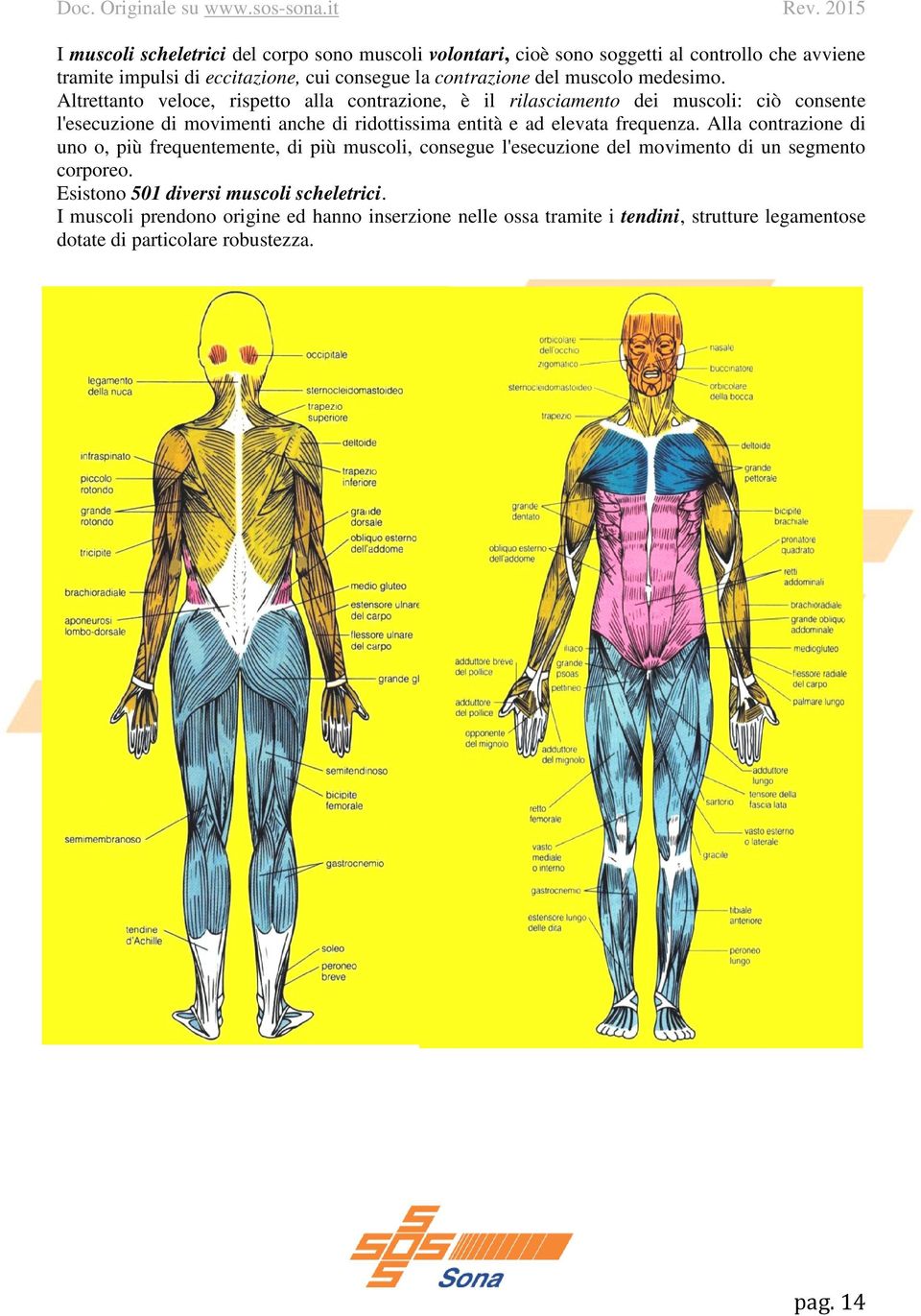 Altrettanto veloce, rispetto alla contrazione, è il rilasciamento dei muscoli: ciò consente l'esecuzione di movimenti anche di ridottissima entità e ad elevata