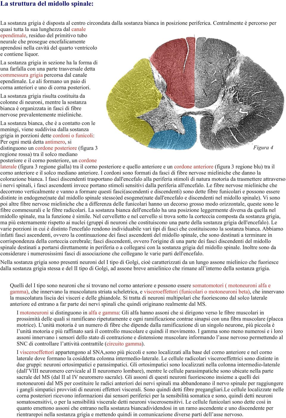 liquor. La sostanza grigia in sezione ha la forma di una farfalla con una parte trasversale detta commessura grigia percorsa dal canale ependimale.