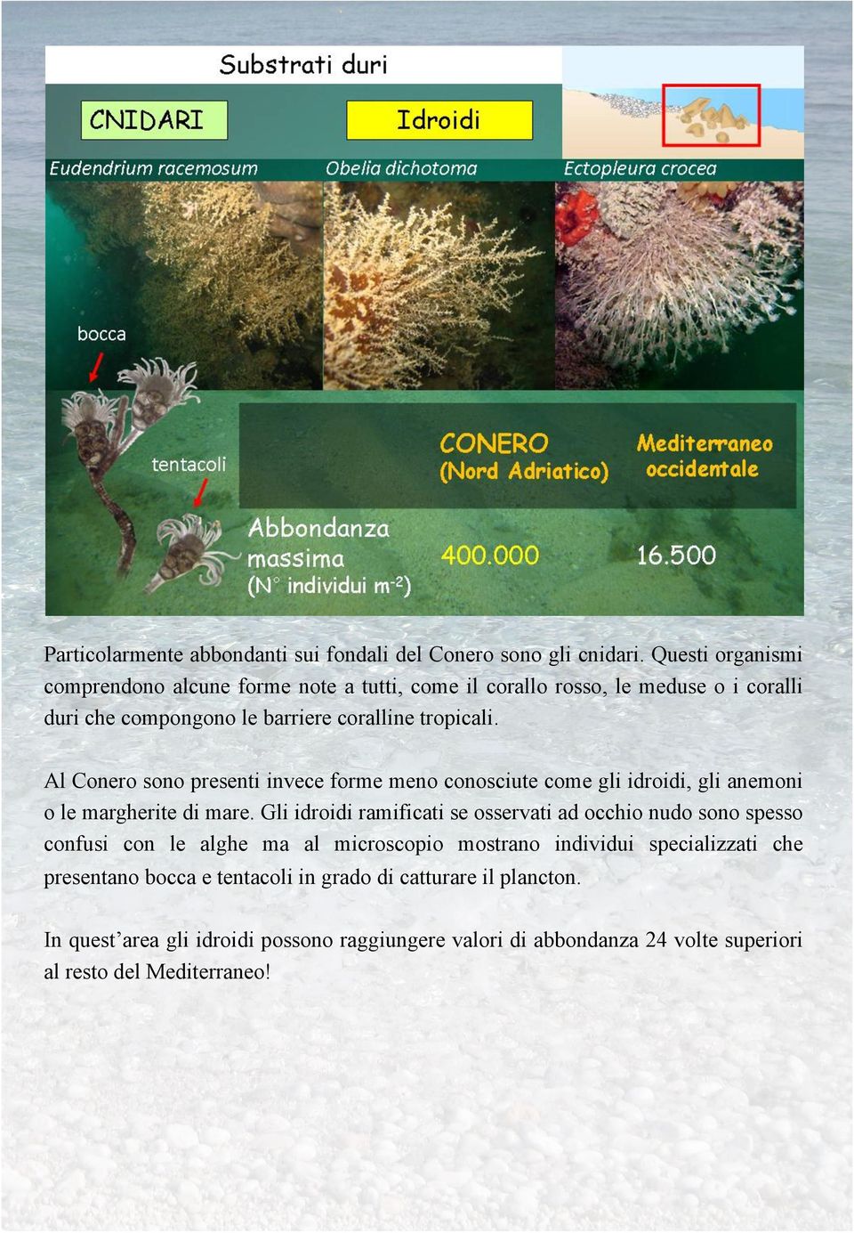 Al Conero sono presenti invece forme meno conosciute come gli idroidi, gli anemoni o le margherite di mare.